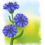 Flowers blue cornflower (Centaurea cyanus). Vector illustration.